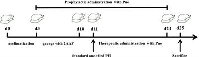 Effect of Puerarin Regulated mTOR Signaling Pathway in Experimental Liver Injury